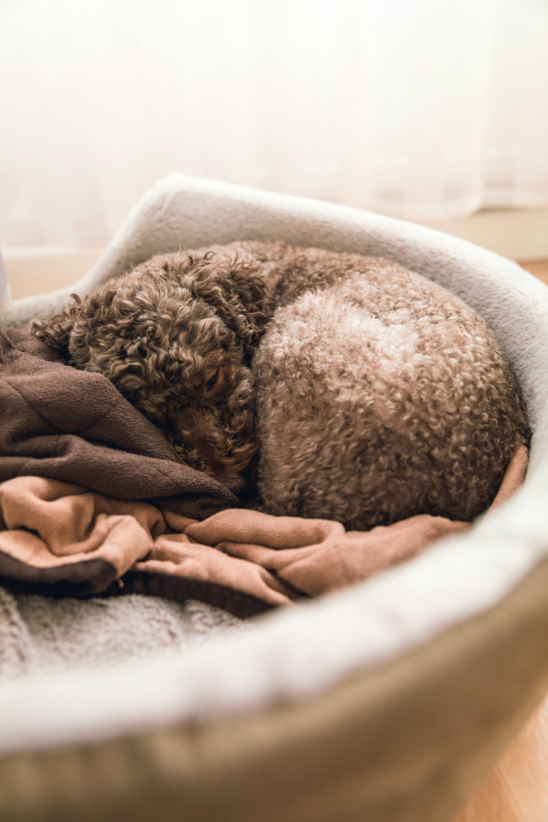 Small dog sleeping comfortably in a cozy orthopedic dog bed