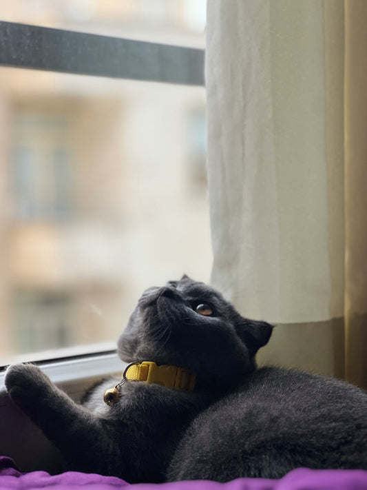 Black cat sitting by the window looking up, part of FurLovers Cat Odor Solutions blog about how to stop litter box smells in your home