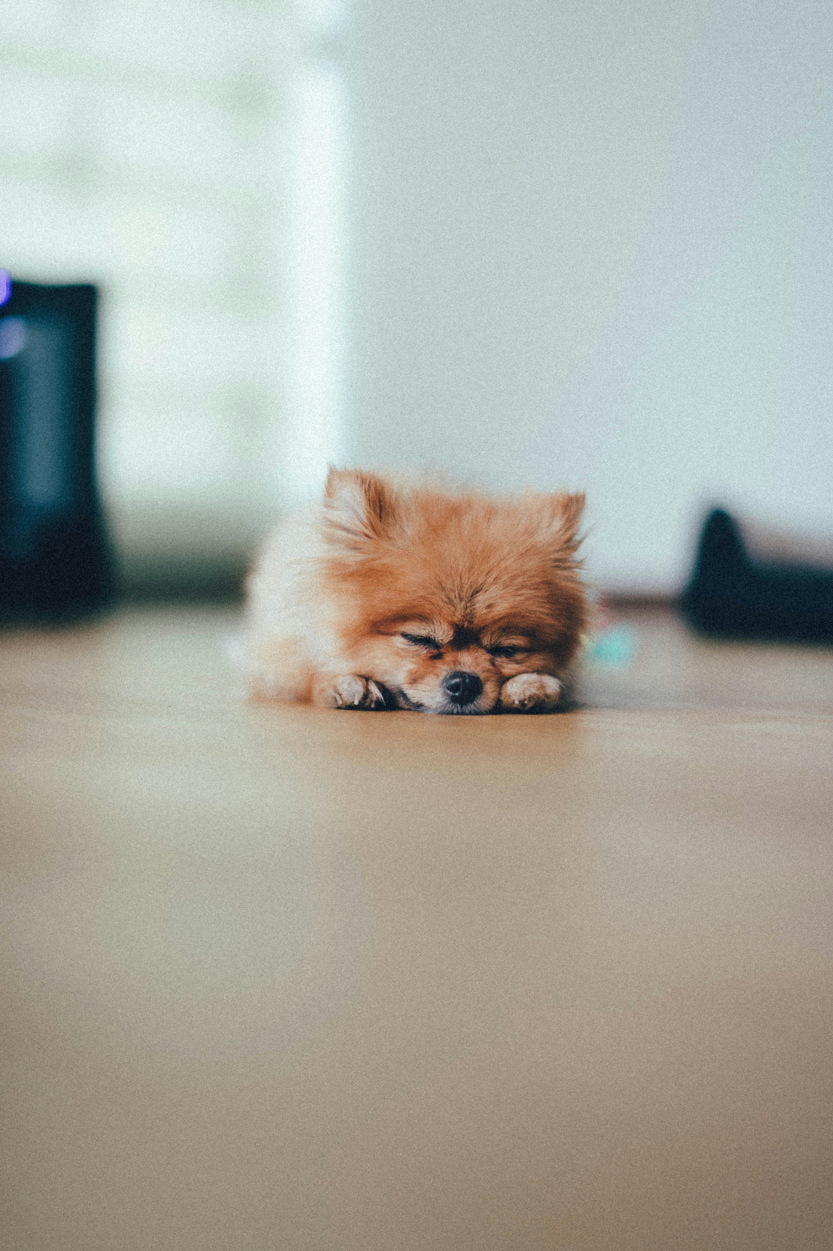 How to Reduce Stress During Your Dog’s Healing Period