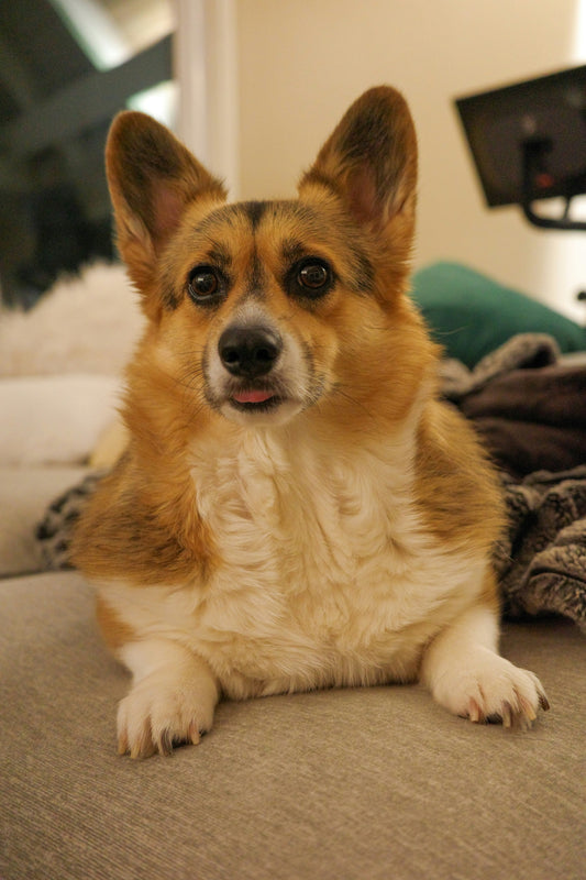 Chubby corgi dog relaxing on the couch, showing signs of weight gain — perfect example of a lazy pup who needs indoor fitness toys. Image by FurLovers.