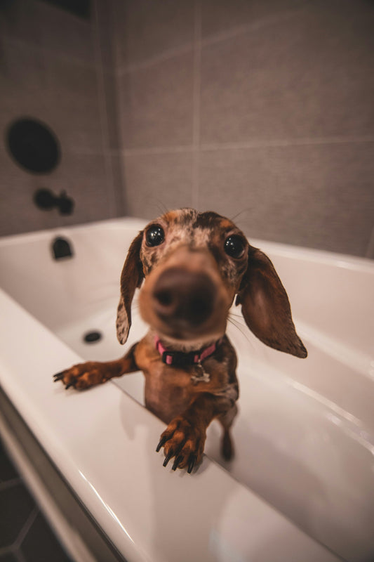 Curious dachshund dog standing in bathtub, looking up with wide eyes before bath time