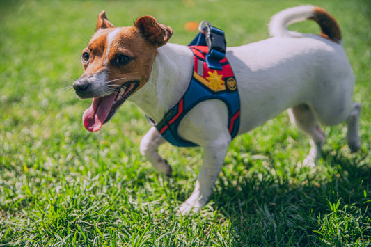 Is Your Dog's Harness Hurting Them? Here's How to Tell