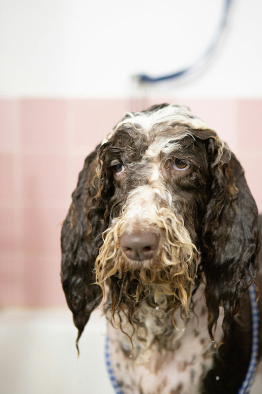 A wet dog during bath time with sad eyes – showcasing the need for gentle grooming tools, featured by FurLovers.