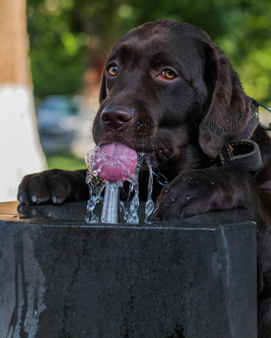Chocolate labrador drinking water from a fountain on a hot summer day
