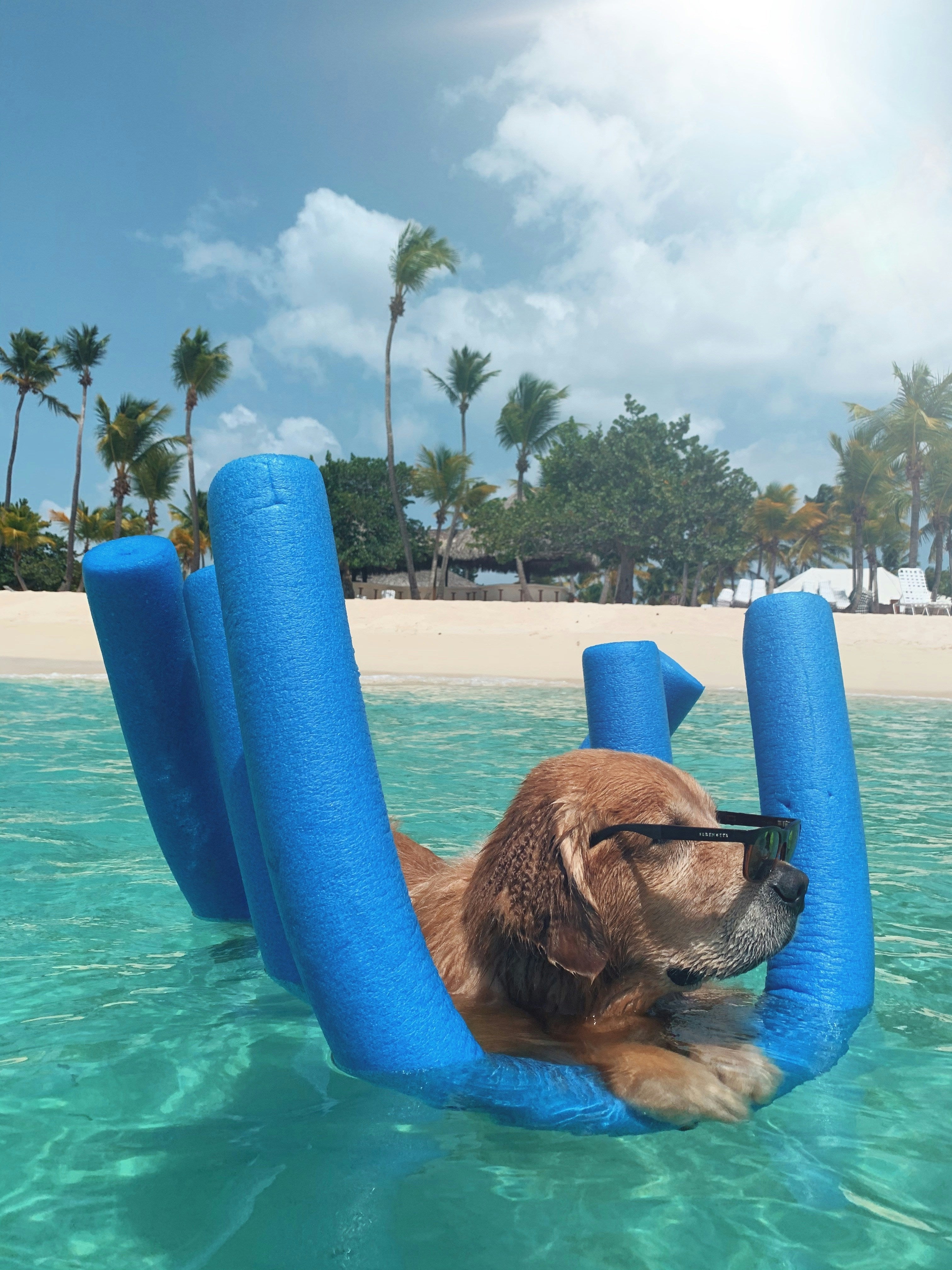 🐶 How to Keep Your Dog Cool in the Summer Heat: 7 Simple Tips