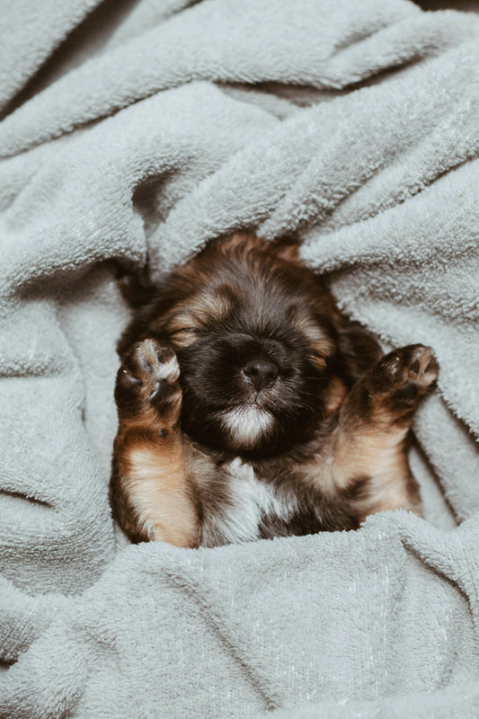 Adorable puppy wrapped in a towel after a home grooming session