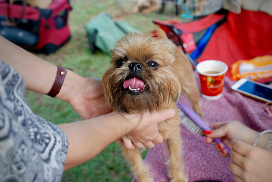 Small dog getting groomed outdoors with a brush while enjoying the attention