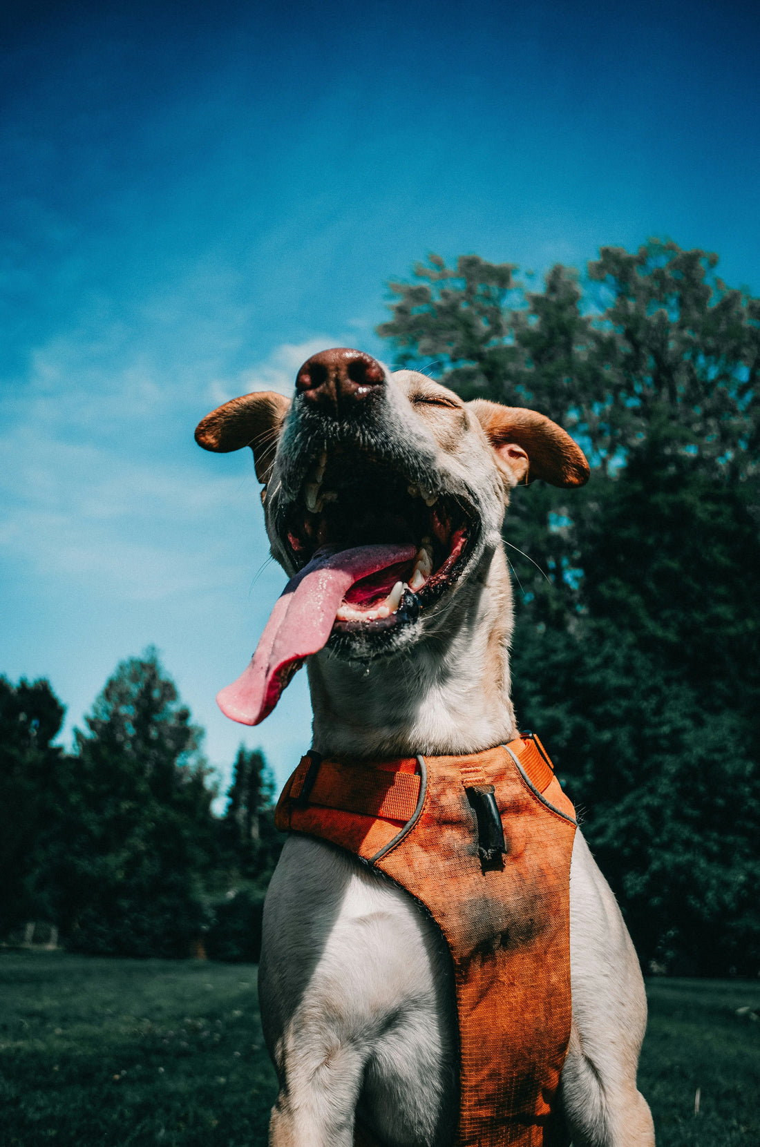 A panting dog wearing an orange harness under the summer sun, showing early signs of overheating.