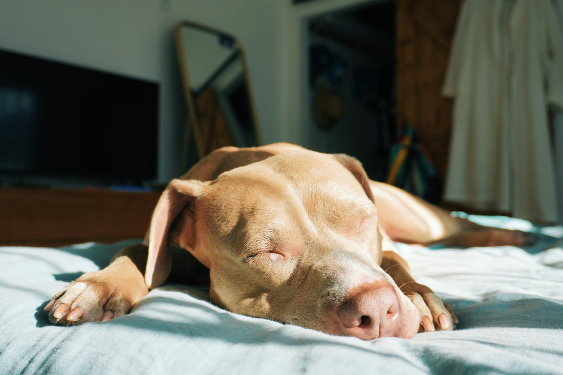 A short-haired dog sleeping under warm sunlight on a bed, possibly feeling overheated indoors.