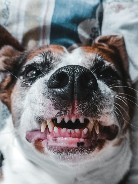 Close-up of a happy dog smiling and showing clean white teeth after dental care