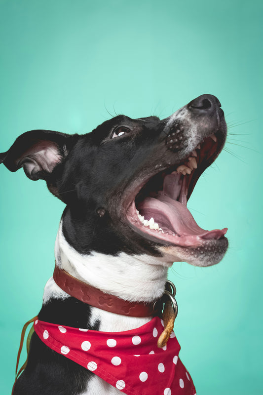 Happy dog showing clean teeth and healthy gums – perfect smile after regular dental care