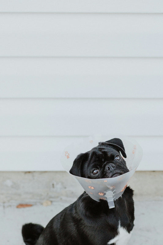 Black pug wearing a soft recovery cone after surgery – vet-recommended dog healing gear from FurLovers