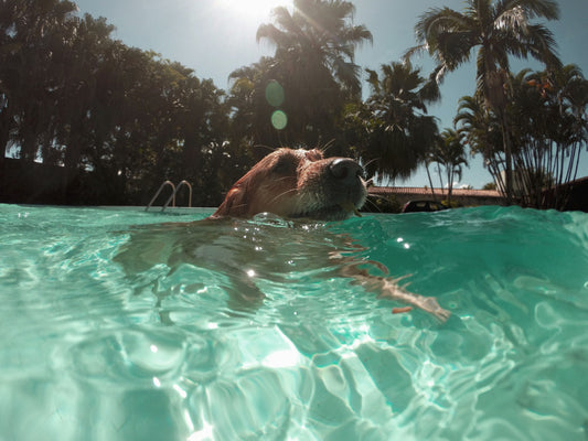 Golden retriever swimming in a clear blue pool on a sunny day, cooling off during summer heat
