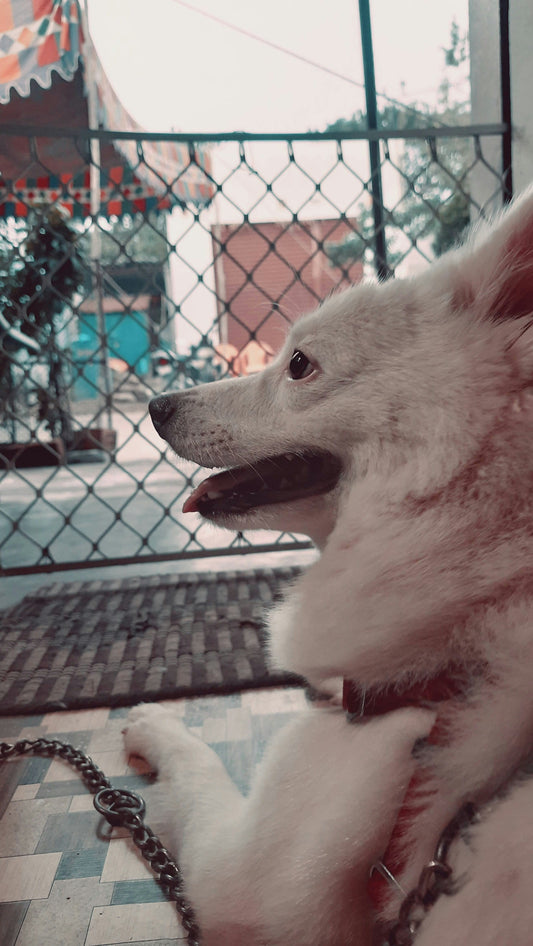 White dog waiting by the gate, showing signs of separation anxiety while home alone