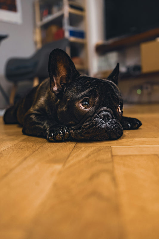 Sad French Bulldog lying on the floor showing signs of separation anxiety – dog anxiety relief tips from FurLovers