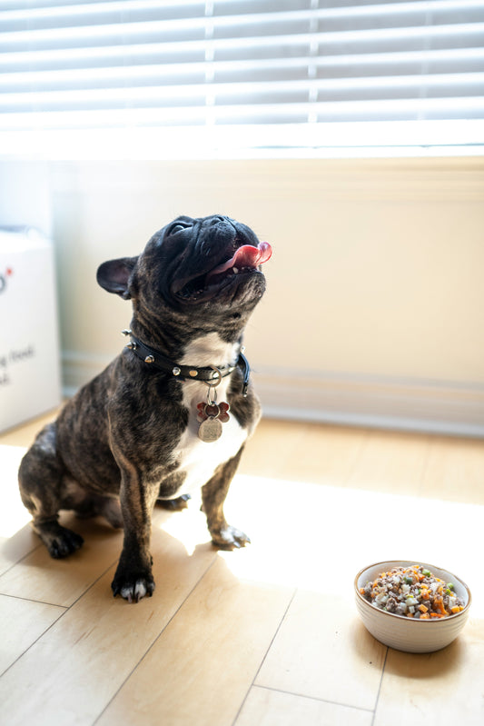 French Bulldog waiting for fresh homemade dog food with vegetables and beef in a bowl on the floor