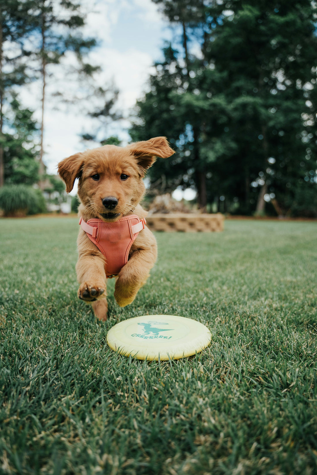 A happy puppy wearing a pink harness playing with a frisbee in a sunny backyard, surrounded by green grass and trees. Ideal summer scene for flea and tick prevention tips.
