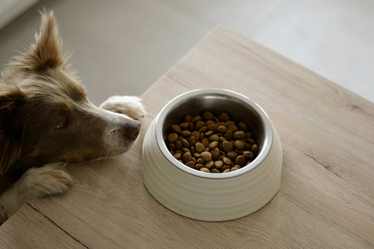 Hungry dog waiting for food in bowl while home alone – automatic pet feeder solution from FurLovers