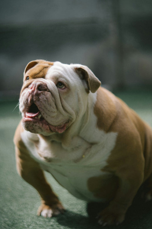 Overweight English Bulldog sitting indoors, looking up with a happy expression – perfect representation of lazy dogs needing indoor workouts. Featured by FurLovers.