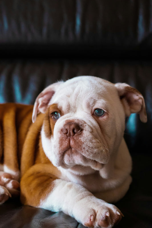 Overweight bulldog resting on a couch – time to start a healthy weight loss journey