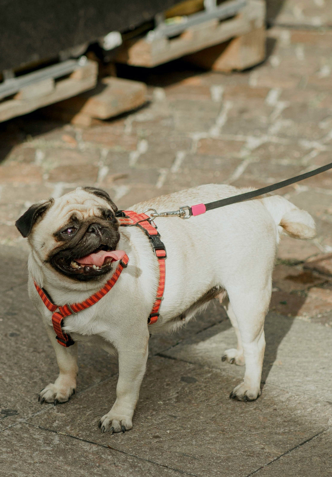 Cute pug wearing a red harness on a sunny walk, tongue out and happy. Perfect example of summer dog safety gear.