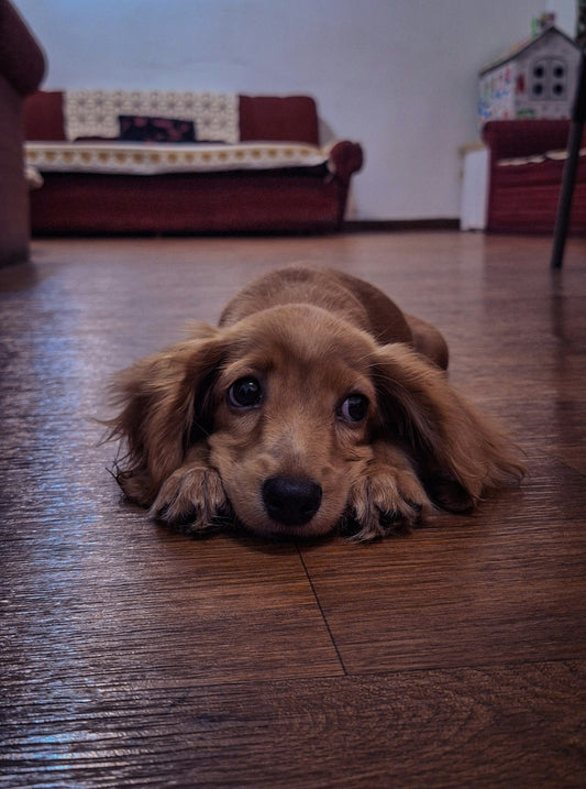 Cute dachshund puppy lying on the floor with sad puppy eyes, looking adorable and calm, perfect for new dog owner tips and puppy training blogs.