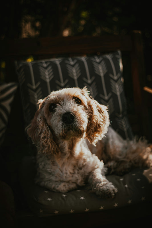 Senior dog relaxing comfortably on a patio chair during a sunny afternoon