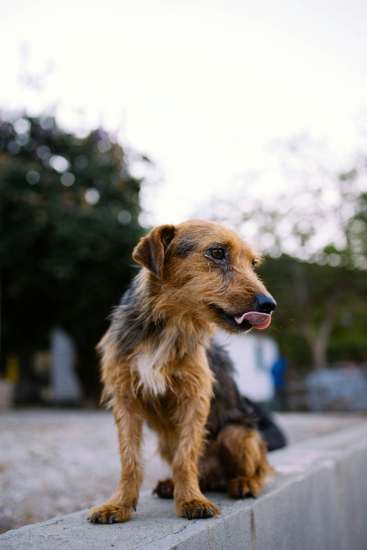 Senior dog sitting outdoors showing signs of aging and joint discomfort