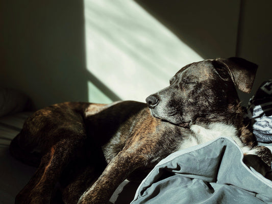 Senior dog peacefully sleeping in sunlight on a cozy orthopedic bed, showing improved sleep quality and comfort.