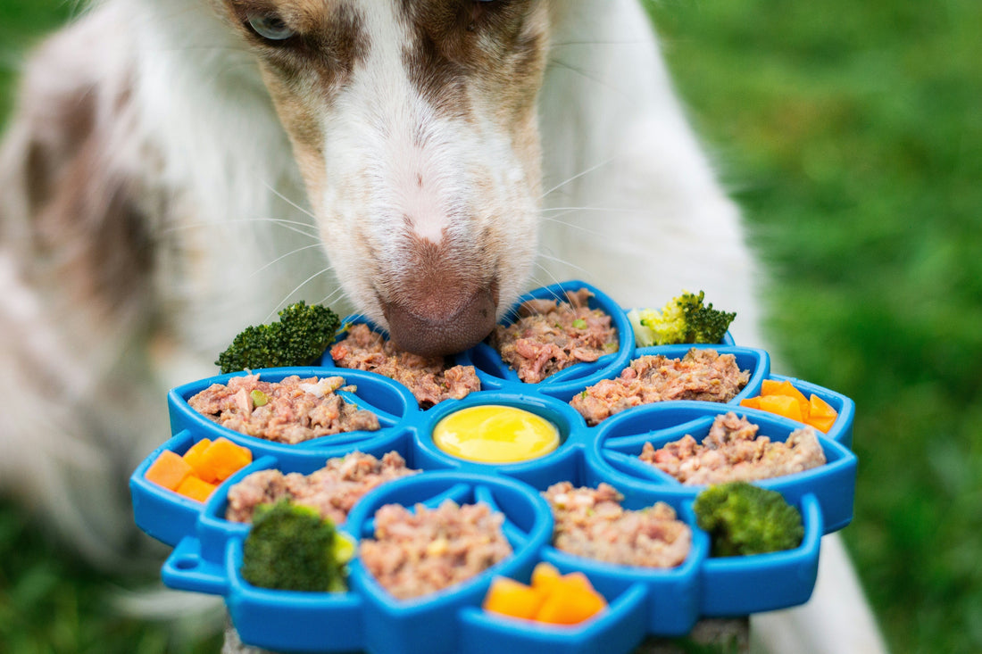 olden retriever eating from a slow feeder dog bowl to prevent choking.