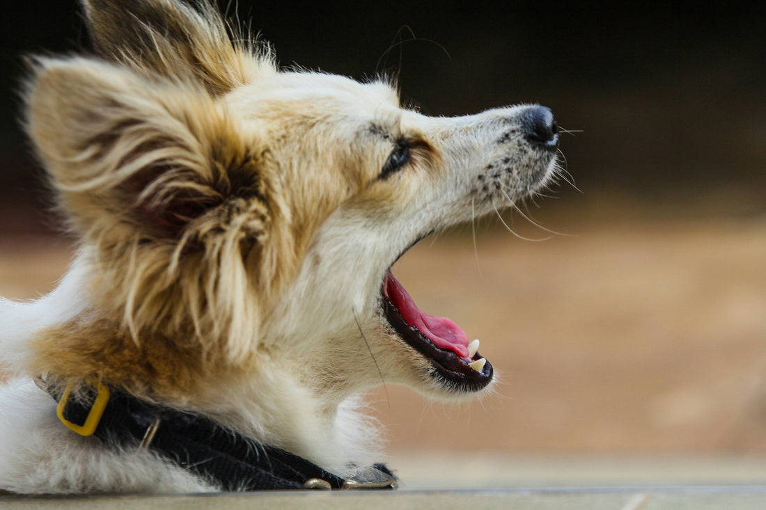 Side view of a small dog barking with mouth open and ears up, wearing a black harness