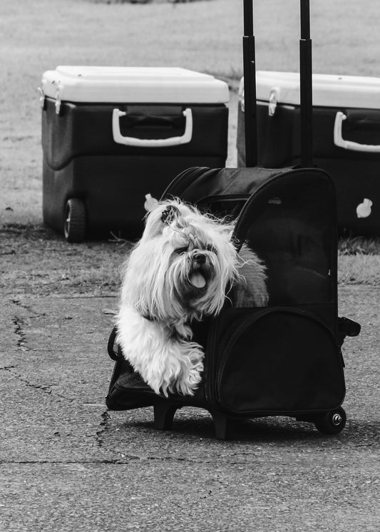 Small long-haired dog sitting comfortably in a rolling pet carrier for travel