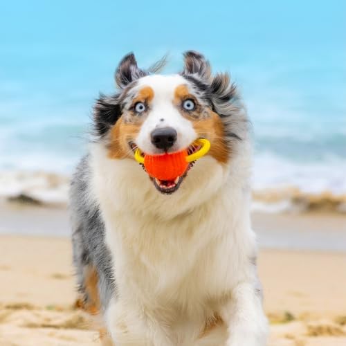 Project Hive Large Looped Dog Ball | Interactive Toys Compatible with Hive Zoomer Dog Ball Thrower | Perfect for Fetch and Tug Play | Orange