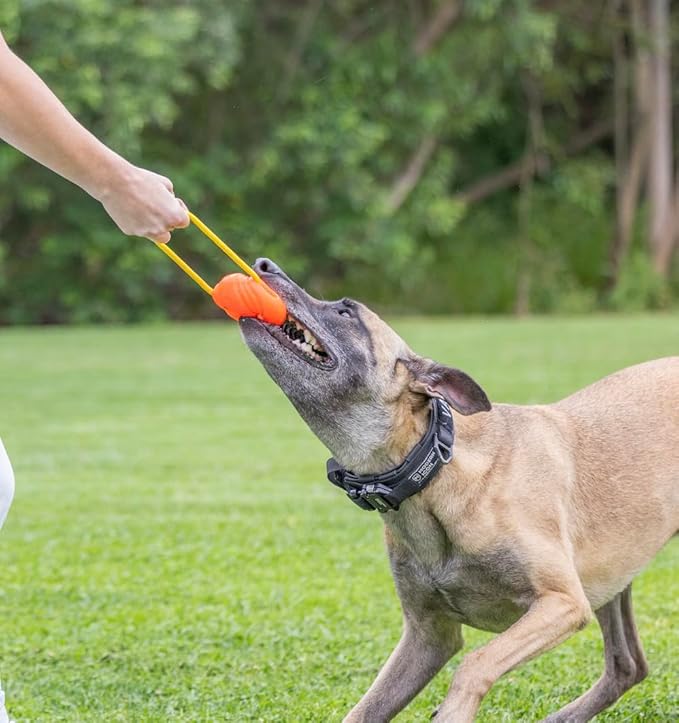 Project Hive Large Looped Dog Ball | Interactive Toys Compatible with Hive Zoomer Dog Ball Thrower | Perfect for Fetch and Tug Play | Orange