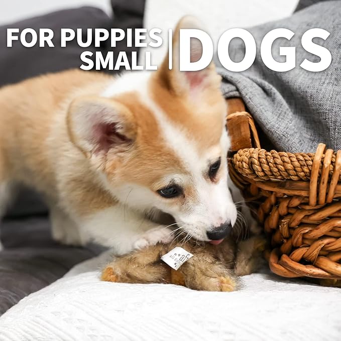 ALL FOR PAWS Squeaky Dog Toys,Animal Plush Dog Toy,Stuffed Dog Toys,Puppy Toys for Teething Small Dogs
