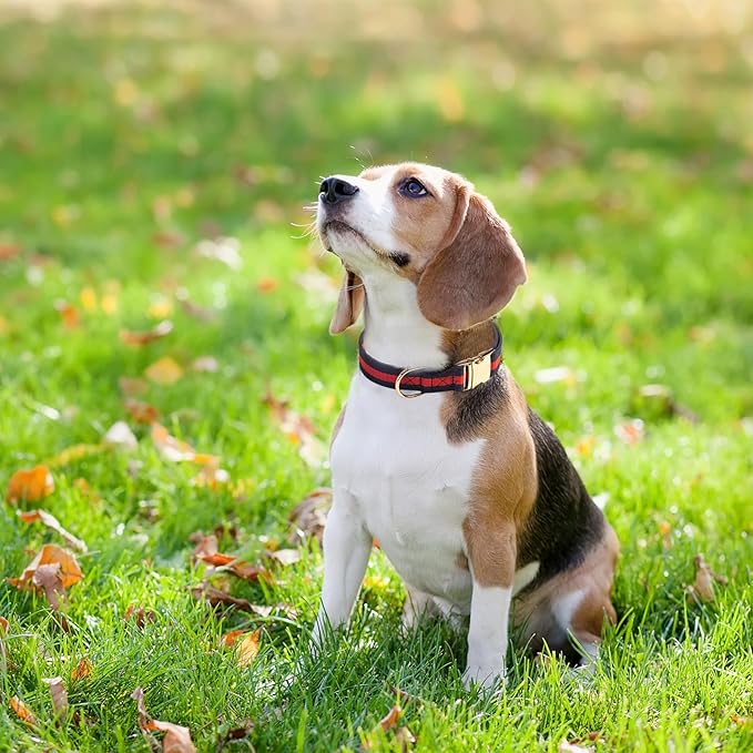 Elegant and Nobility Dog Collar, Comfortable and Durable Pet Collars,Luxury Dog Collars Packing Gift for Big Large Dogs