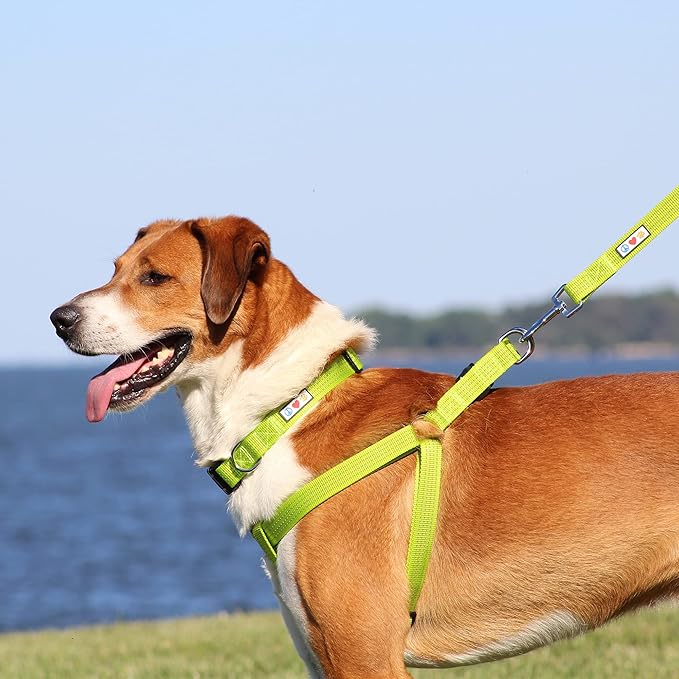 Pawtitas Extra Small Dog Harness Purple Dog Harness Step in from a Senior Dog to a Puppy Harness Adjustable Reflective Dog Harness XS Reflective Dog Vest