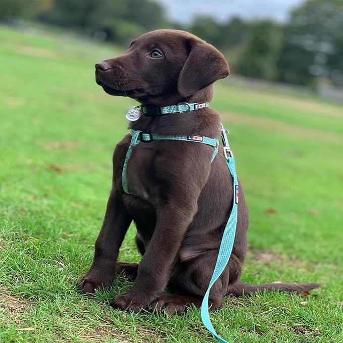 Pawtitas Dog Harness Small Sized Dog Orchid Purple Dog Harness Step in from a Senior Dog to a Puppy Harness Adjustable Reflective Dog Harness S Reflective Dog Vest