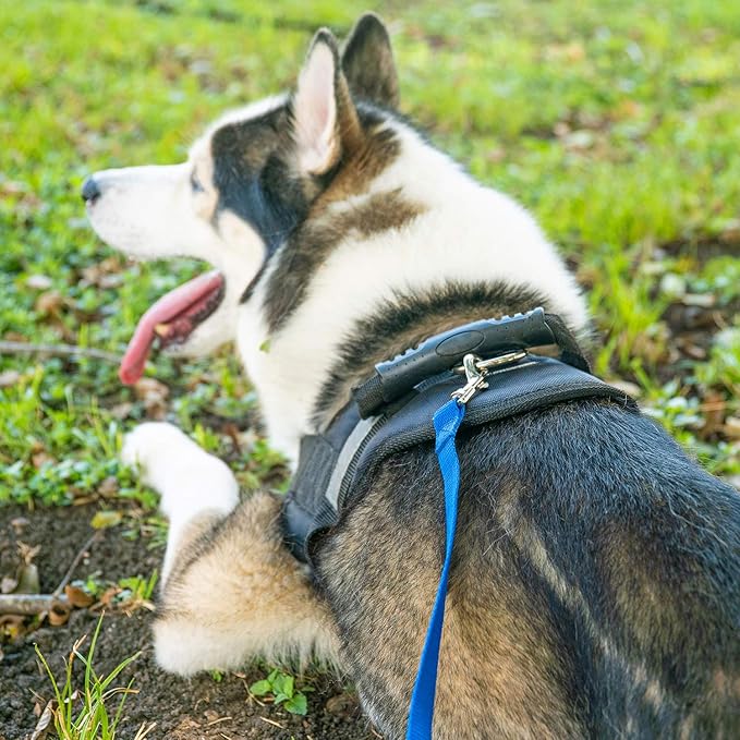 Hi Kiss Dog/Puppy Obedience Recall Training Agility Lead - 15ft 20ft 30ft 50ft 100ft Training Leash - Great for Training, Play, Camping, or Backyard Blue 15 Feet