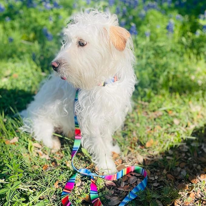 Lucky Love Dog - Adjustable Dog Collar with Easy Click Buckle for Small to Large Dogs, Durable, & Comfortable for Male & Female Dogs, Pet Collar for Puppies & Adult Ones - Nacho, Medium