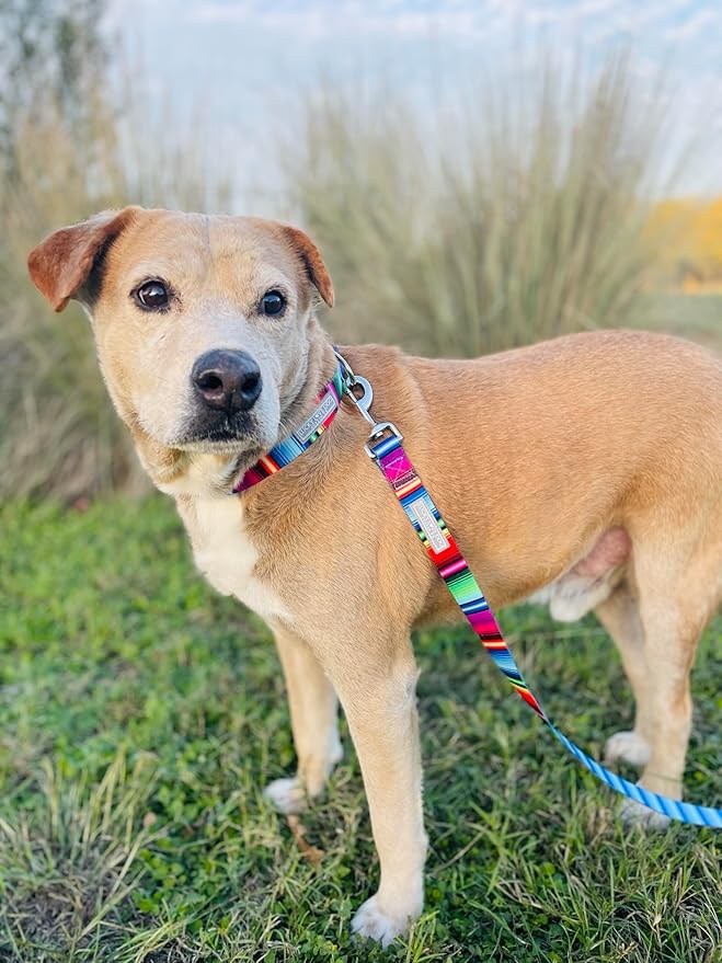 Lucky Love Dog - Adjustable Dog Collar with Easy Click Buckle for Small to Large Dogs, Durable, & Comfortable for Male & Female Dogs, Pet Collar for Puppies & Adult Ones - Nacho, Small
