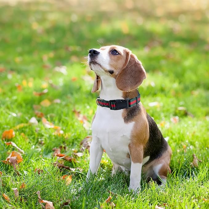 Nobility and Elegant Dog Collar, Comfortable and Durable Pet Collars,Luxury Dog Collars Packing Gift for Medium Dogs