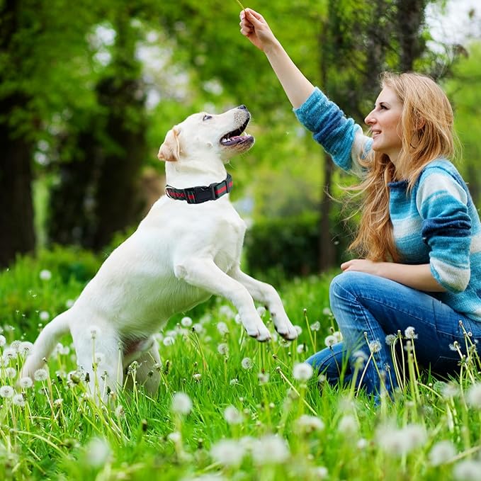 Nobility and Elegant Dog Collar, Comfortable and Durable Pet Collars,Luxury Dog Collars Packing Gift for Medium Dogs