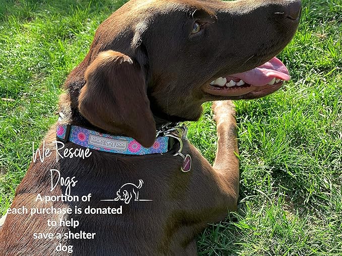Lucky Love Dog - Adjustable Dog Collar with Easy Click Buckle for Small to Large Ones, Durable, & Comfortable for Male & Female Dogs, Pet Collar for Puppies & Adult Dogs - Clara, Medium