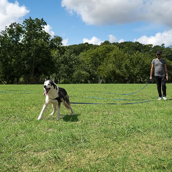 Hi Kiss Dog/Puppy Obedience Recall Training Agility Lead - 15ft 20ft 30ft 50ft 100ft Training Leash - Great for Training, Play, Camping, or Backyard - Orange 100ft