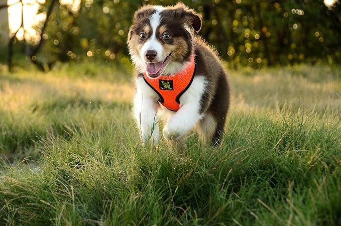 Classic Dog Harness Innovative Mesh No Pull No Choke Design Soft Double Padded Breathable Vest for Eco-Friendly Easy Control Walking Quick Release for Puppies Toy Breeds & Small Dogs (Small, Orange)