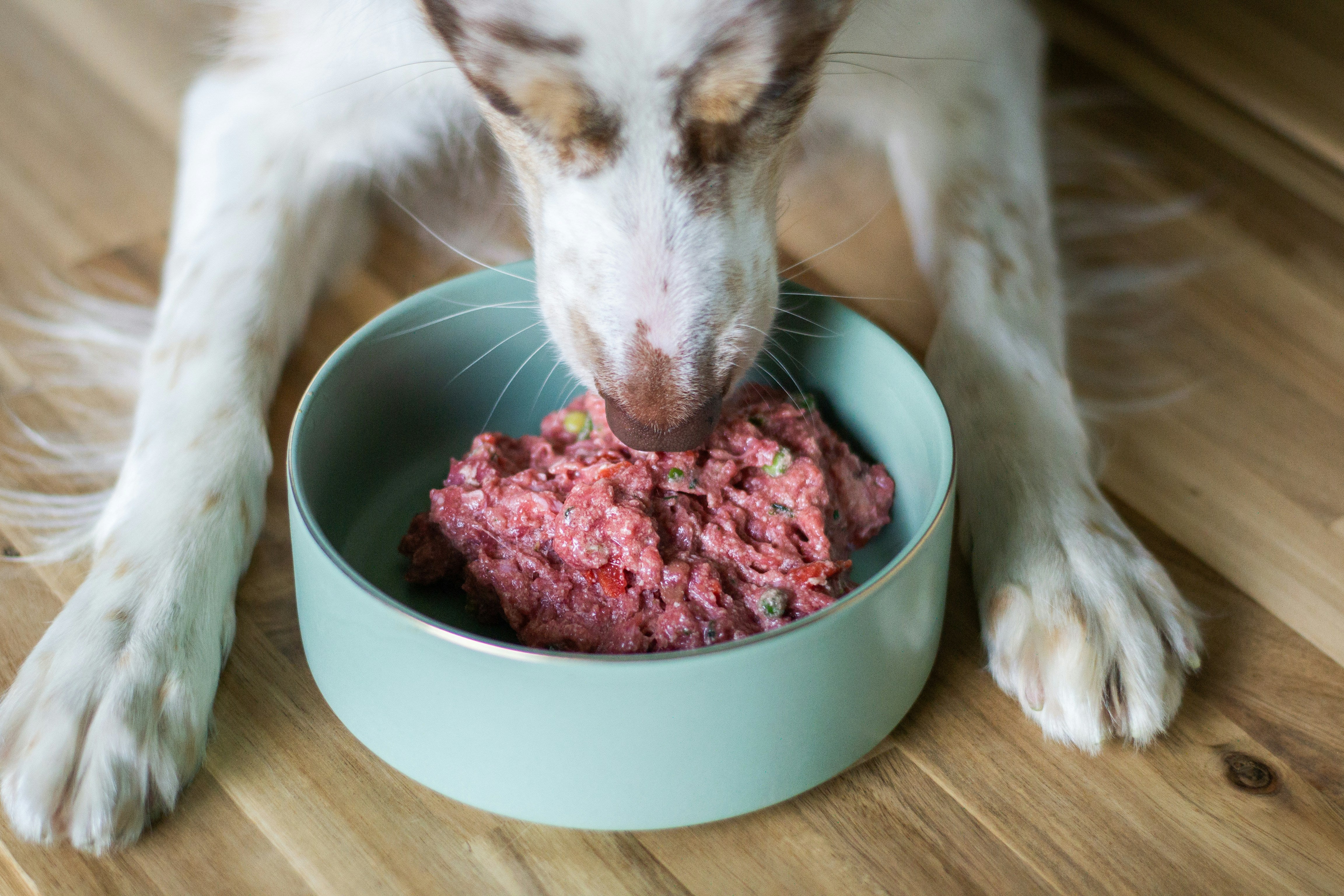 The Best Gravity Pet Feeder for Cats and Dogs – No More Daily Refills!