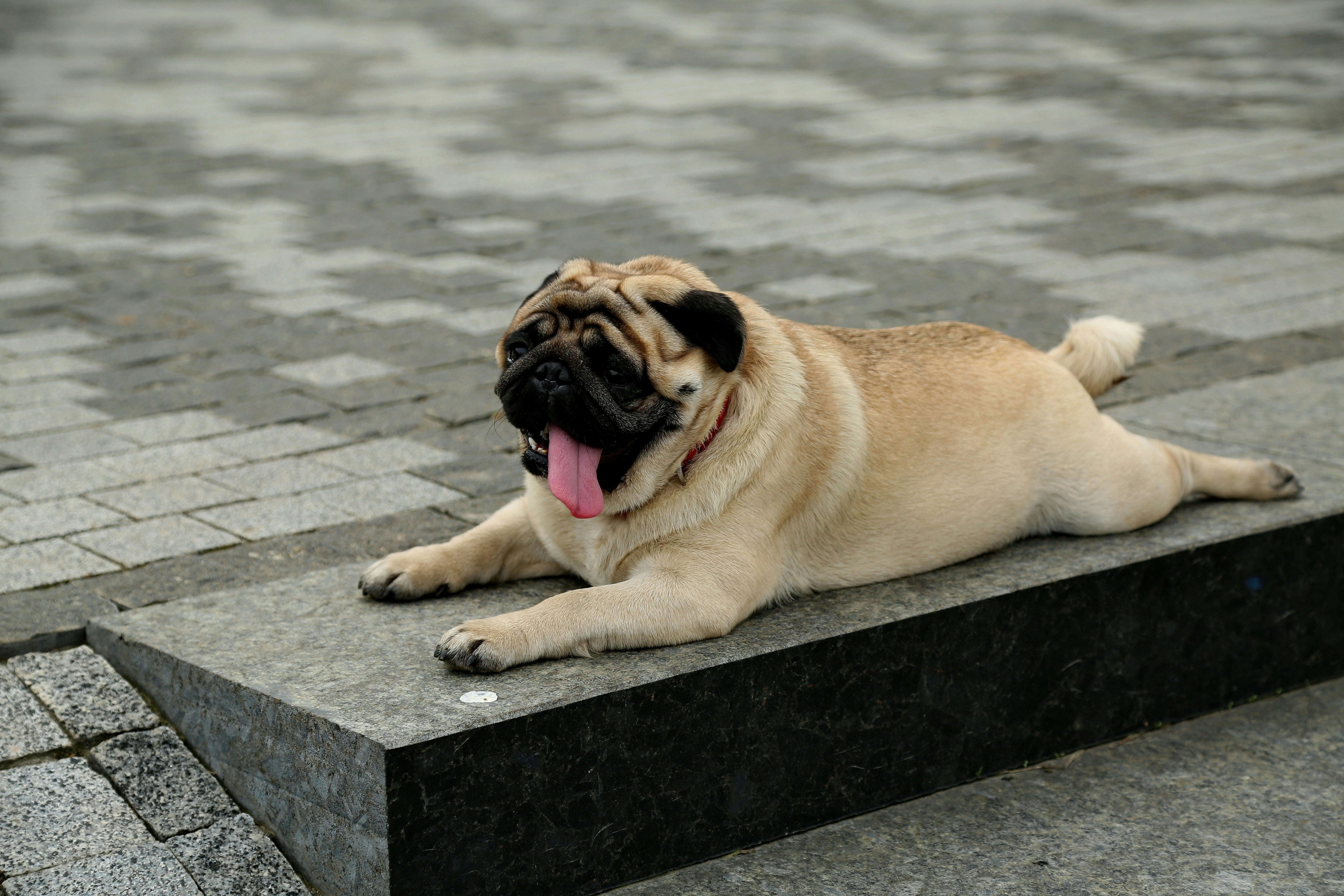 🔥 My Dog Hates the Heat — What Can I Do?