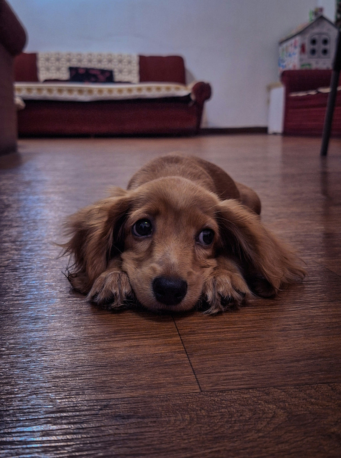 Cute dachshund puppy lying on the floor with sad puppy eyes, looking adorable and calm, perfect for new dog owner tips and puppy training blogs.