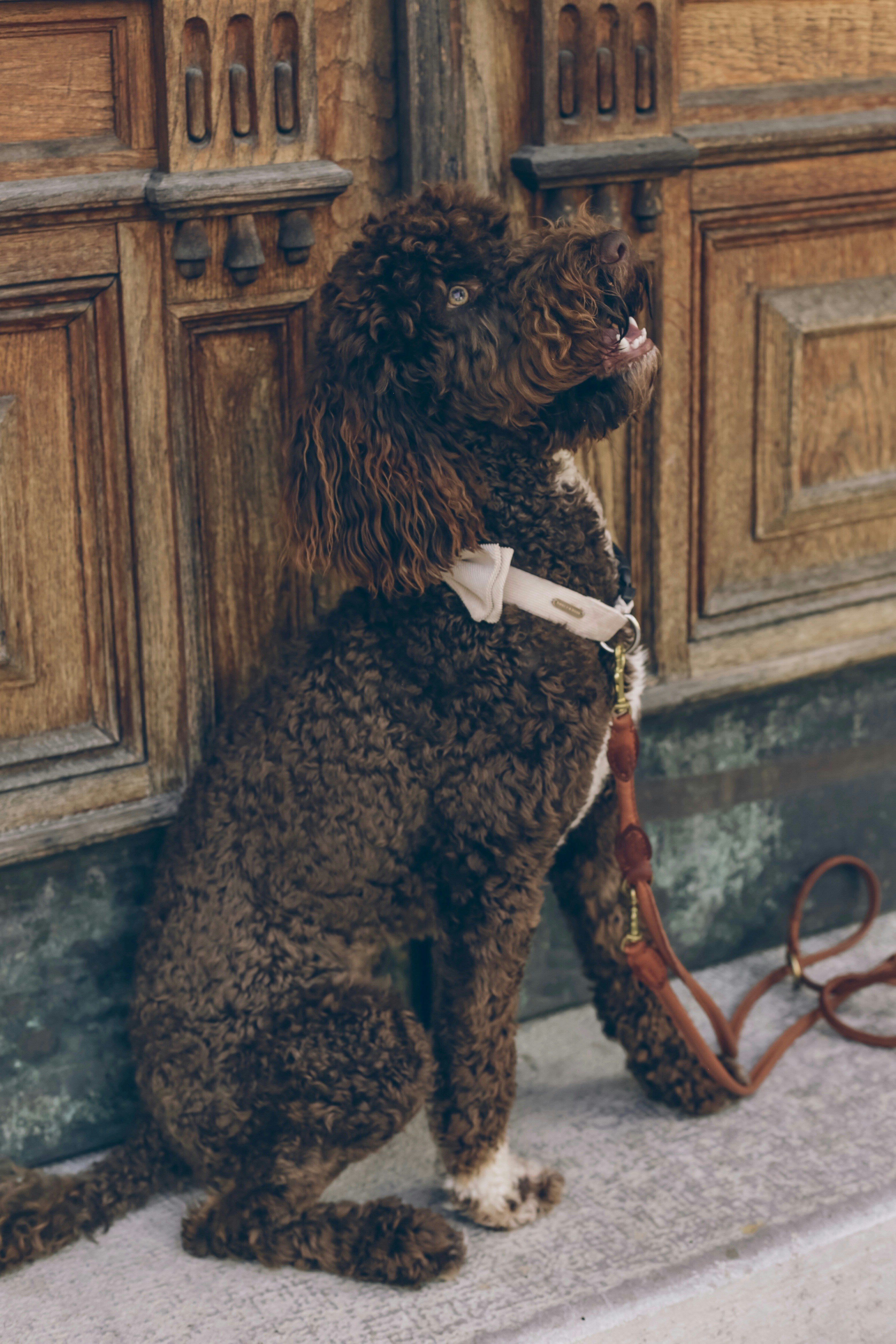 Is Your Senior Dog Slowing Down? How to Spot Arthritis Early and Help Them Move Again